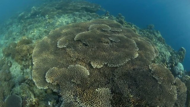 Coral tables on edge of vertical wall drop-off in Bunaken National Park, north Sulawesi 