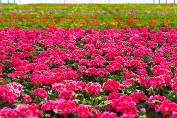 Bl&uuml;hende Pelargonien in einem Gew&auml;chshaus