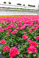 Blühende Pelargonien in einem Gewächshaus