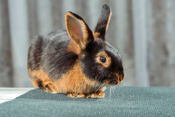 Fiery-black rabbit bunny close-up, sitting on a table outside. Black, brown hair shining in the sun.