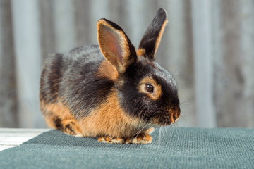 Fiery-black rabbit bunny close-up, sitting on a table outside. Black, brown hair shining in the sun.