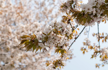 sakura tree