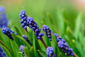 spring blue muscari neglectum flowers, shallow depth of field
