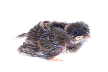 baby brood sparrow isolated white background.