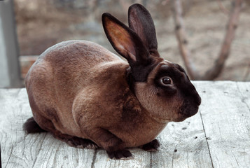 Brown rabbit on a white wooden table. Beauty shoot. Castor Rex. 