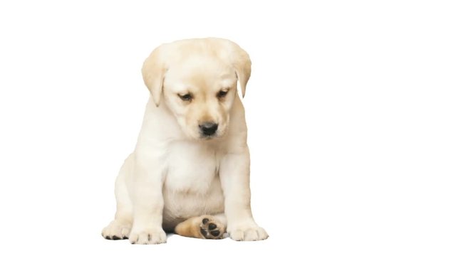 funny labrador puppy  sits on a white background