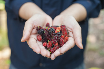 mulberry in hand