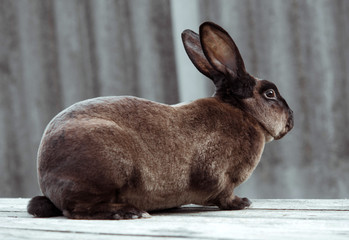 Brown rabbit on a white wooden table. Beauty shoot. Castor Rex. 