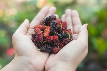 mulberry in hand