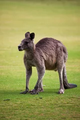Papier Peint photo Lavable Kangourou Kangaroo on the golf course, Australia  