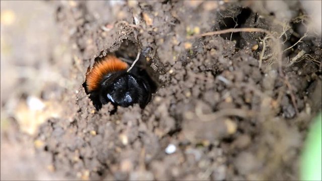 Tawny mining bee (Andrena fulva). A female solitary mining bee digging a tunnel to be used for breeding, pushing soil with hind legs, and hiding the entrance