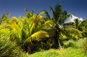 Palm Trees in the Sun