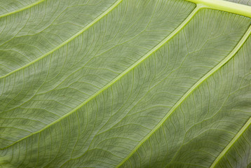 Abstract Closeup Texture and Pattern on Green Leaf