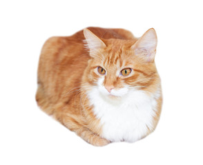 red cat on a white background isolated