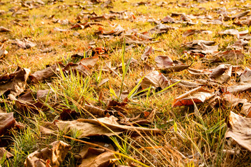 Autumn Indian almond leaf