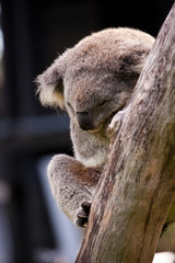 Koala sleeping in a tree. Zoo. Sydney, Australia