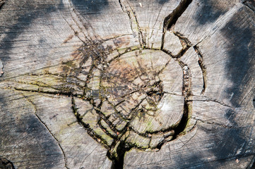 Texture saw cut wood with cracks, bumps and rings