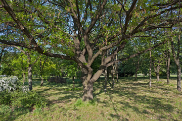Obraz premium Tree in the springtime / Old tree with big branches, situated in the park, giving light shadow