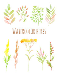 Set of herbs painted in watercolor on white paper.