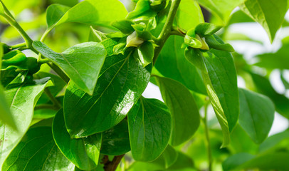 Persimmon begins to bloom © 008melisa