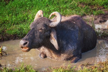 Wild Water Buffalo in Yala National Park, Sri Lanka