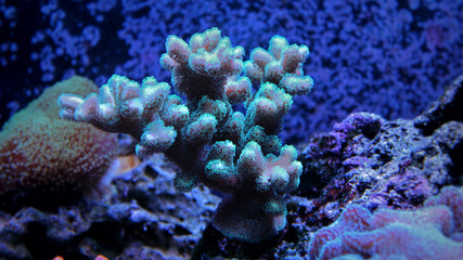 Naklejka na ściany i meble Stylopora green coral