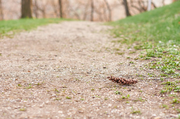Small pine on dirt road.