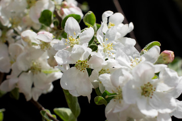 Fototapeta na wymiar Blossom spring-flowers with shallow depth of field