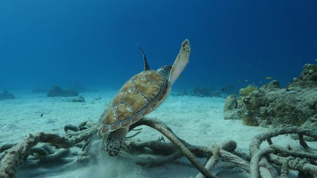 Unterwasser - Riff - Schildkröte - Tauchen - Curacao - Karibik - 4K