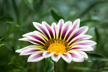 Fototapeta premium White and purple gazania cultivar on green background