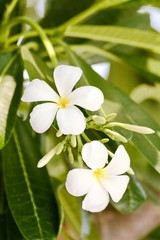 Obraz na płótnie Canvas Vintage Filter Effect -White plumeria on the plumeria tree, Frangipani tropical flowers, White plumeria on the plumeria tree. 