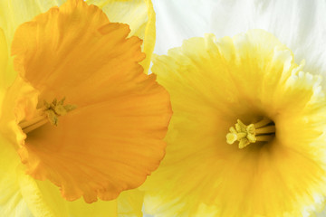 Detail of two beautiful narcissus