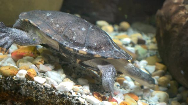 Eastern long neck turtle in an aquarium