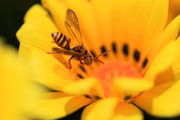 花とアシナガバチ