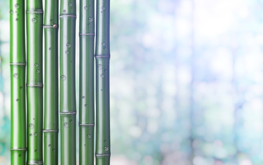 Obraz premium green bamboo background