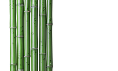 green bamboo background