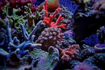 Naklejka na ściany i meble Pocillopora sps coral 