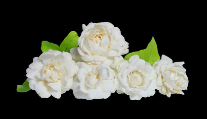 Jasmines flower on white background.