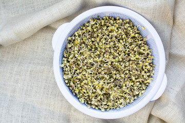 Homegrown organic beansprouts