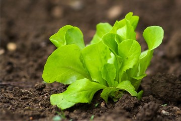 junger kopfsalat