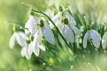 Early spring snowdrops (Galanthus nivalis)