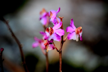 Beautiful nature at Non Son Flower Field (Tung Salaeng Luang Nation Park), Phitsanulok, Thailand