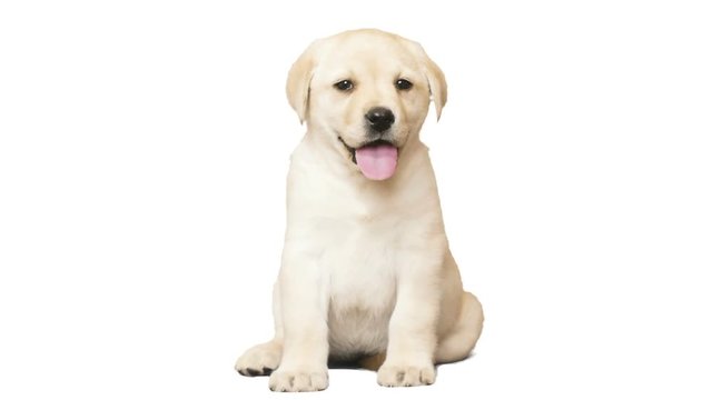 funny labrador puppy with tongue sticking out sitting on a white background