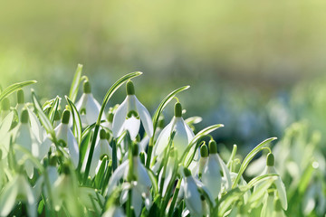Early spring snowdrops (Galanthus nivalis)