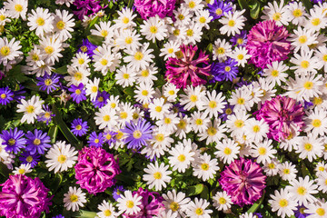 background of flowers. Beautiful flowers