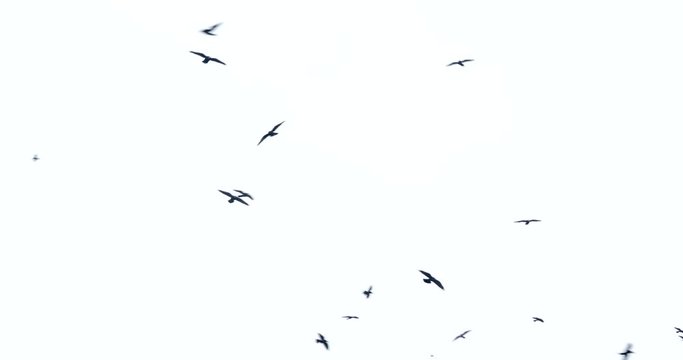 4k Many birds flying in the sky