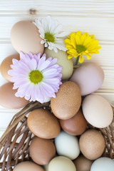 Fresh organic chickeneggs overflow out of basket with chrysanthe