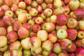Fototapeta na wymiar fresh red and yellow apples. Group of apples