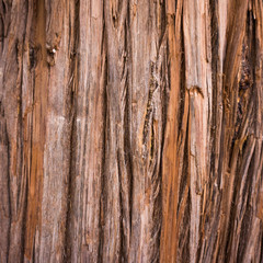 tree texture.  Tree background.  wood texture