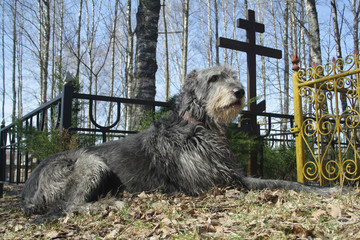 dog near grave